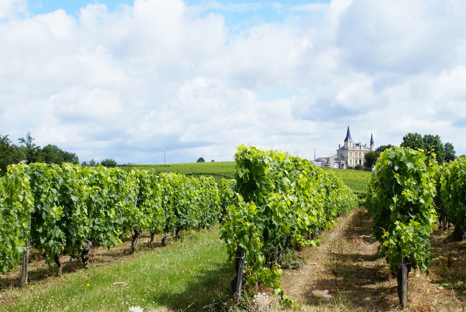 Udsigt over vinmarker i Bordeaux
