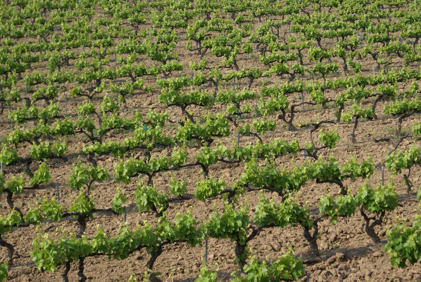 Vinmark i vindistrikt i Sydfrankrig