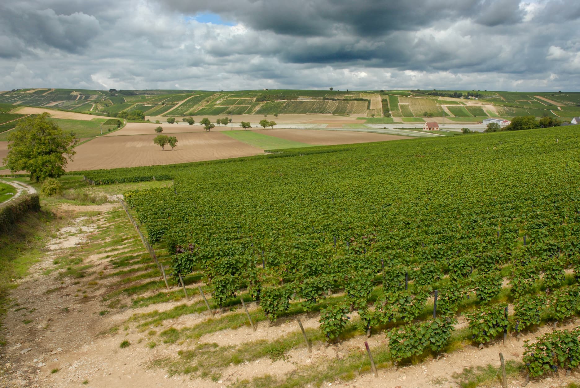 Vinmarker i Rhone dalen