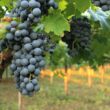 Alt du behøver at vide om Montepulciano druen. 2025 guide