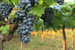 Alt du behøver at vide om Montepulciano druen. 2025 guide