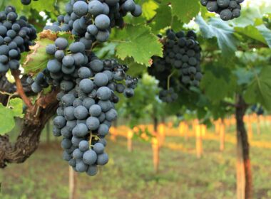 Alt du behøver at vide om Montepulciano druen. 2025 guide